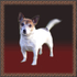PP11  "Marydd" - Jack Russell