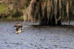 Osprey flying low with fish, Blue Cypress Lake, Florida
