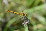 Ruddy Darter