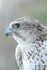Gyr Falcon - Bird Of Prey