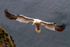 Gannet in flight