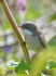 Common Whitethroat