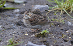 Little Bunting
