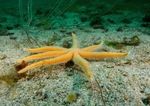 Luidia ciliaris