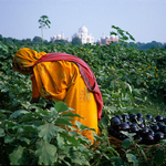 Woman collecting eggplants with the Taj Mahal in background