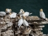 Gannets