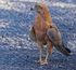 Grasshopper Buzzard