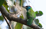 Blue throated Barbet