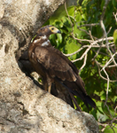 African Harrier-hawk (immature) perched in a tree