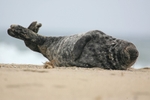 Basking on the Beach 4 12 x 18