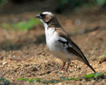 White-browed Sparrow-weaver portfolio