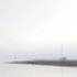 Swans In The Mist