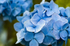 Flower - 1410