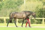 SBM_66403
