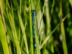 Azure Damselfly