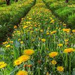 Orchard In Bloom