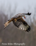 Red Kites  November-51