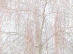 BIRCH IN ICE - NORFOLK COUNTY