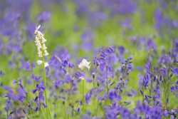 Bluebells with a difference