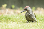 Green Woodpecker (juv)