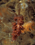 Eubranchus vittatus