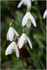 Snowdrops