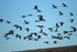 Common Cranes