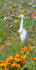 Cattle Egret in wildflowers