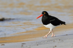 Magellanic Oystercatcher at Carcass Settlement, Falklands