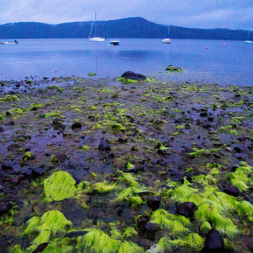 Blue Green Algae along shoreline of Kennebecasis River in New Brunsick, Canada