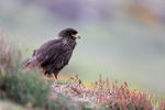 Striated Caracara on moorland hillside, Carcass Island, Falklands