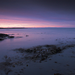 Purple, Berwick