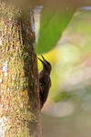 Northern Barred-Woodcreeper portfolio