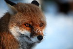 Red Fox in snow_ AGTO159