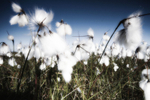 Cotton Grass