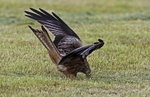 Red Kite