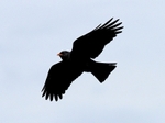Chough