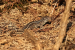 Sand Lizard (female), Shipstall Hill, Arne RSPB, Dorset