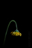 Wilting