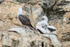 Young Peruvian Boobies with down feathers, Chanaral Island, Chile