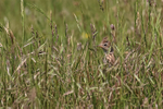 Skylark, crest raised, in grass, Dorset, UK