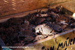 HCF006: Velvet crabs