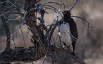 Martial eagle