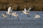 Six Spoonbills taking off from the lagoon