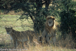 Nice couple at Bolongoja