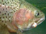 Underwater Trout.