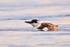 Guillemot in non-breeding plumage, Poole Harbour