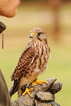 Kestrel perched on a falconer's glove at Shuttleworth