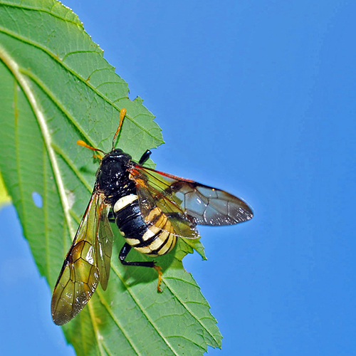 Elm Sawfly - Cimbex americana