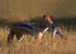 Black-backed Jackal